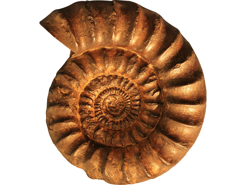 Fossilie